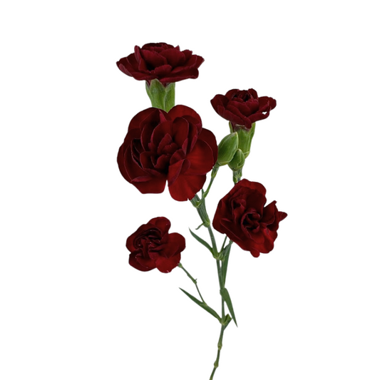 Mini Carnation Burgundy (10 Stems)