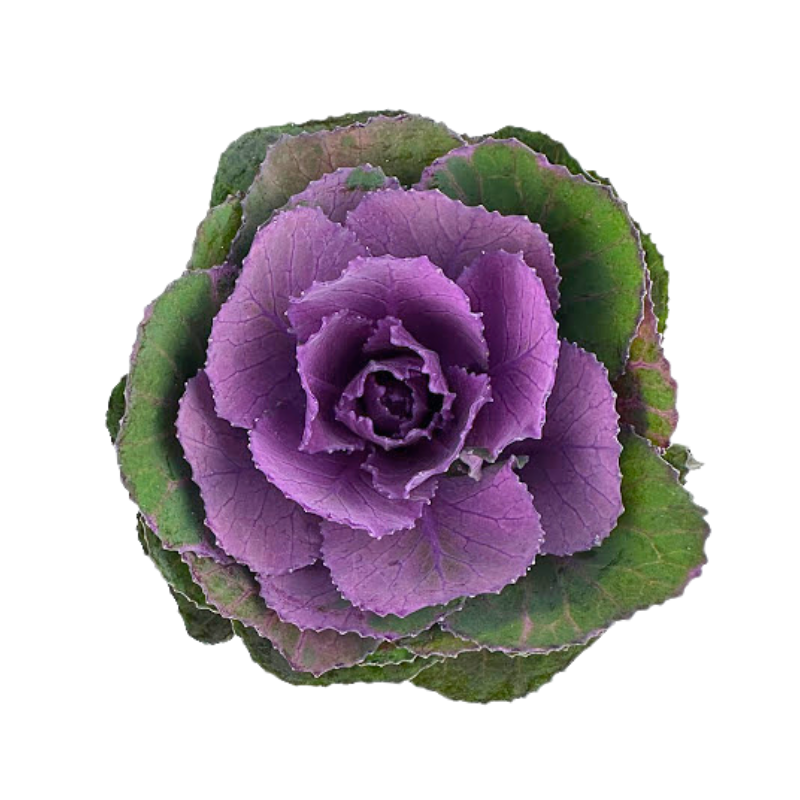 Kale Purple Mini