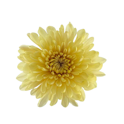 Chrysanthemum Cremon Cream (10 stem bunch)
