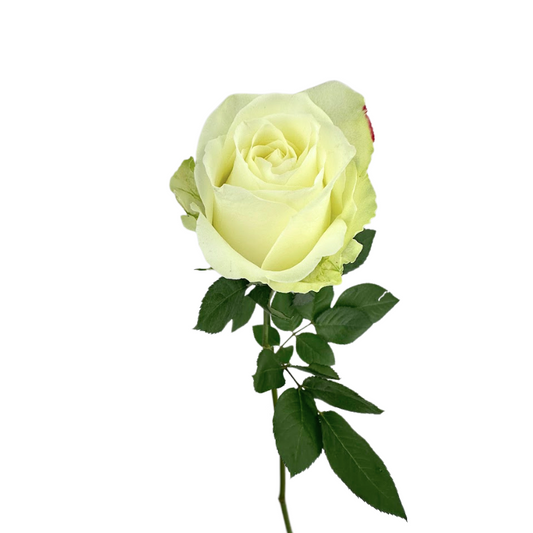 ROSE WHITE AVALANCE (25 STEM BUNCH)