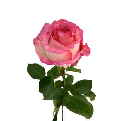 ROSE LIGHT PINK BOULEVARD (25 STEM BUNCH)