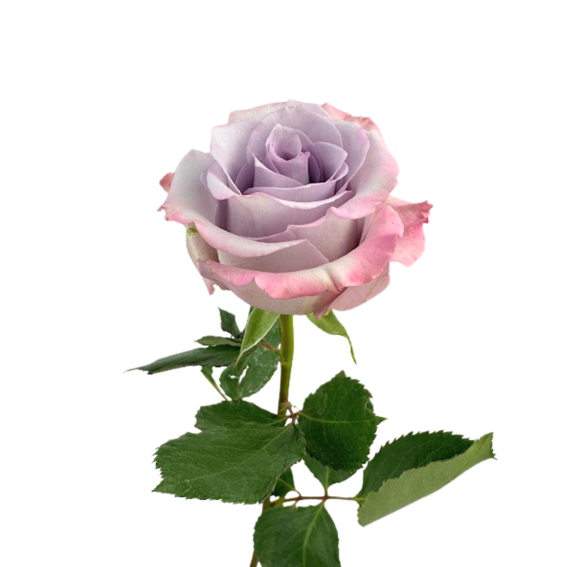 ROSE LAVENDER OCEAN SONG (25 STEM BUNCH)