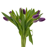 Tulips Purple (10 stems)