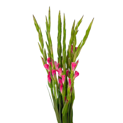 Gladiola Hot Pink (10 stem bunch)