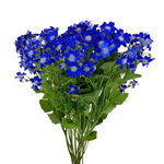 Pericallis Blue