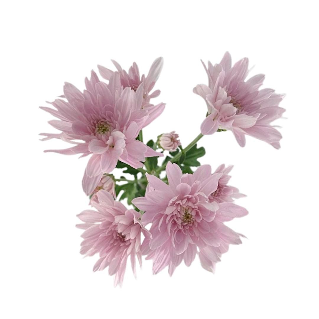 Pompom Cushion Light Pink (7 stems)