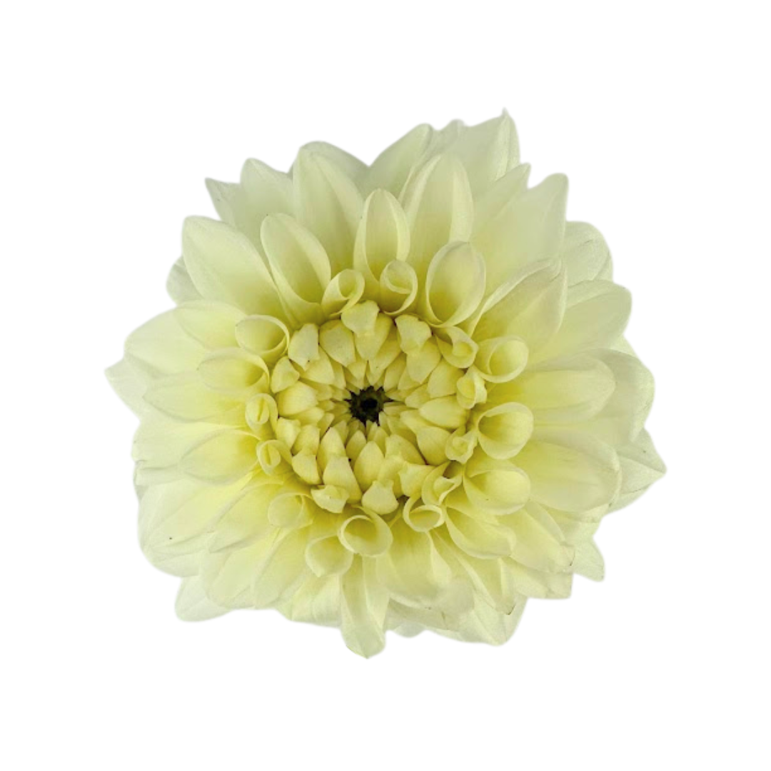 Dahlia White (5 Stems)