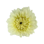 Dahlia White (5 Stems)