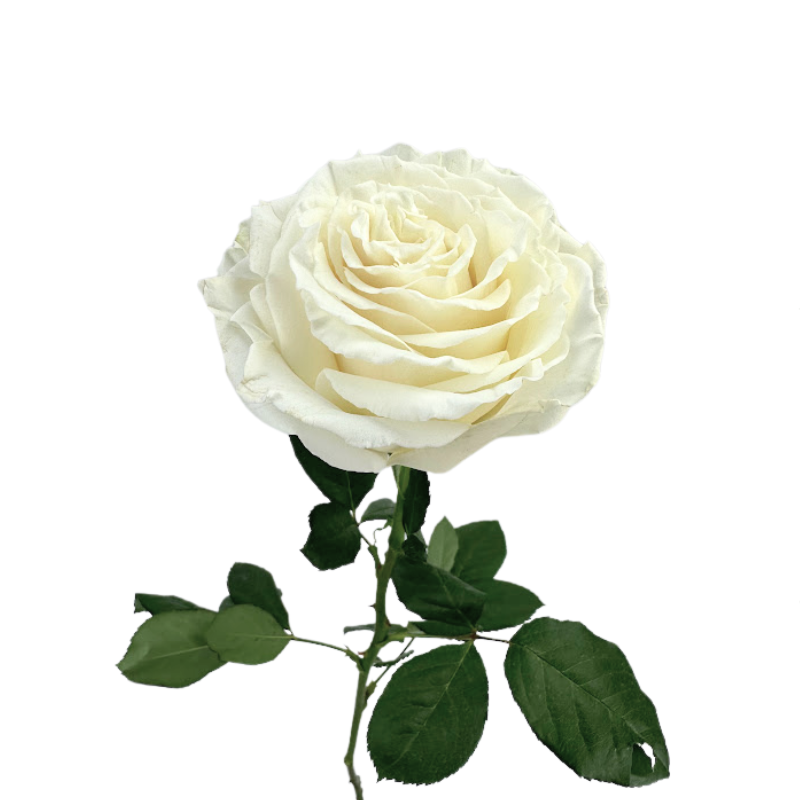 Rose White Playa Blanca (25 stems)