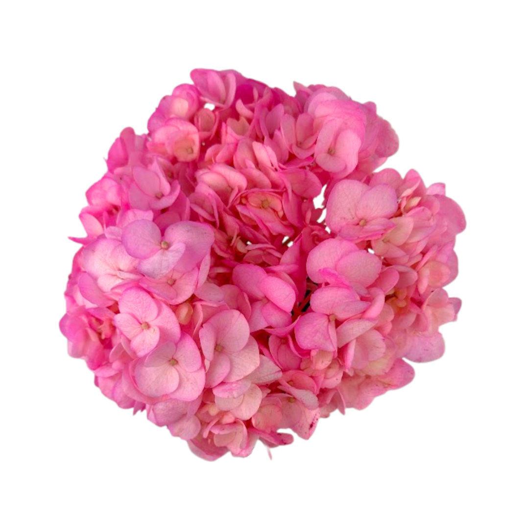 Hydrangea Tinted Pink