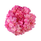 Hydrangea, Tinted