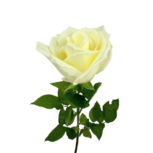 ROSE WHITE ESCIMO (25 STEM BUNCH)