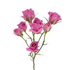 Spray Roses Lavender (10 stems)