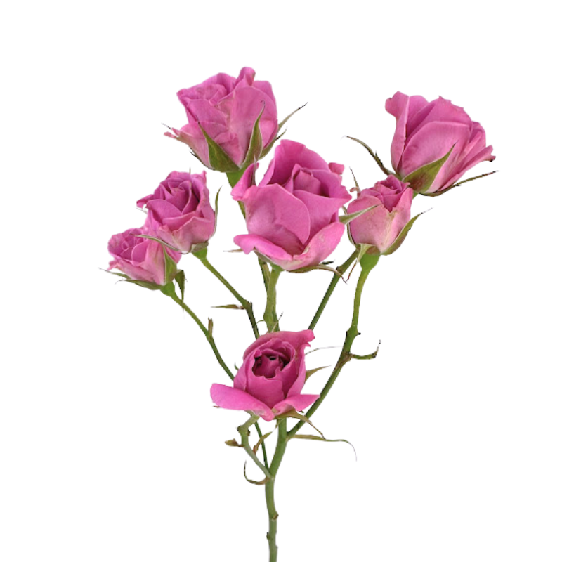 Spray Roses Lavender (10 stems)