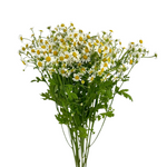 Fever Few Daisy (10 Stems)