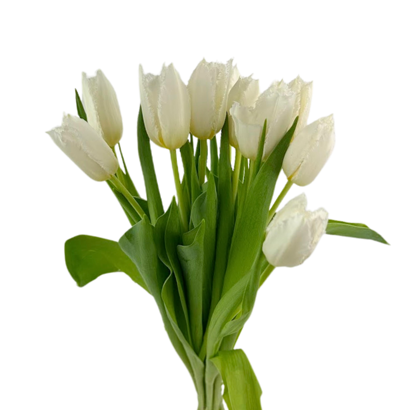 Tulip Frill White