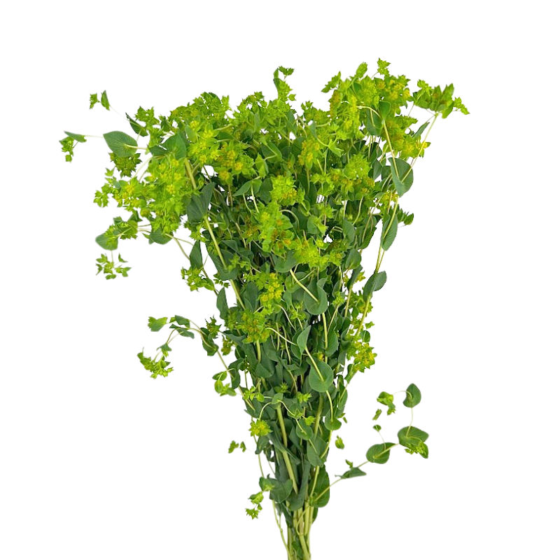 Bupleurum (10 Stems)