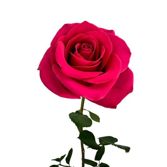 ROSE HOT PINK FLOYD (25 STEM BUNCH)