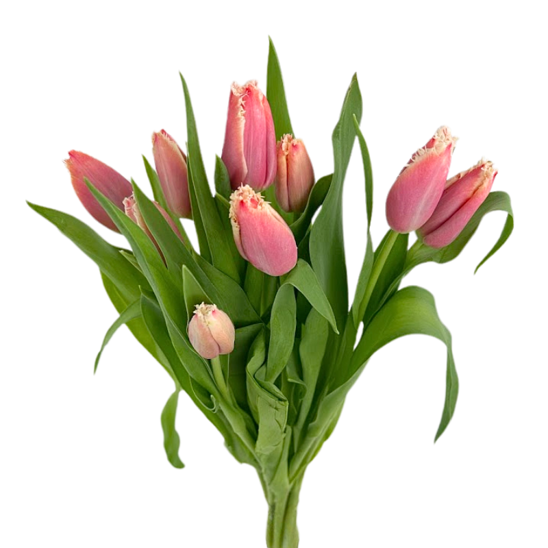 Tulip Frill Bicolor Pink