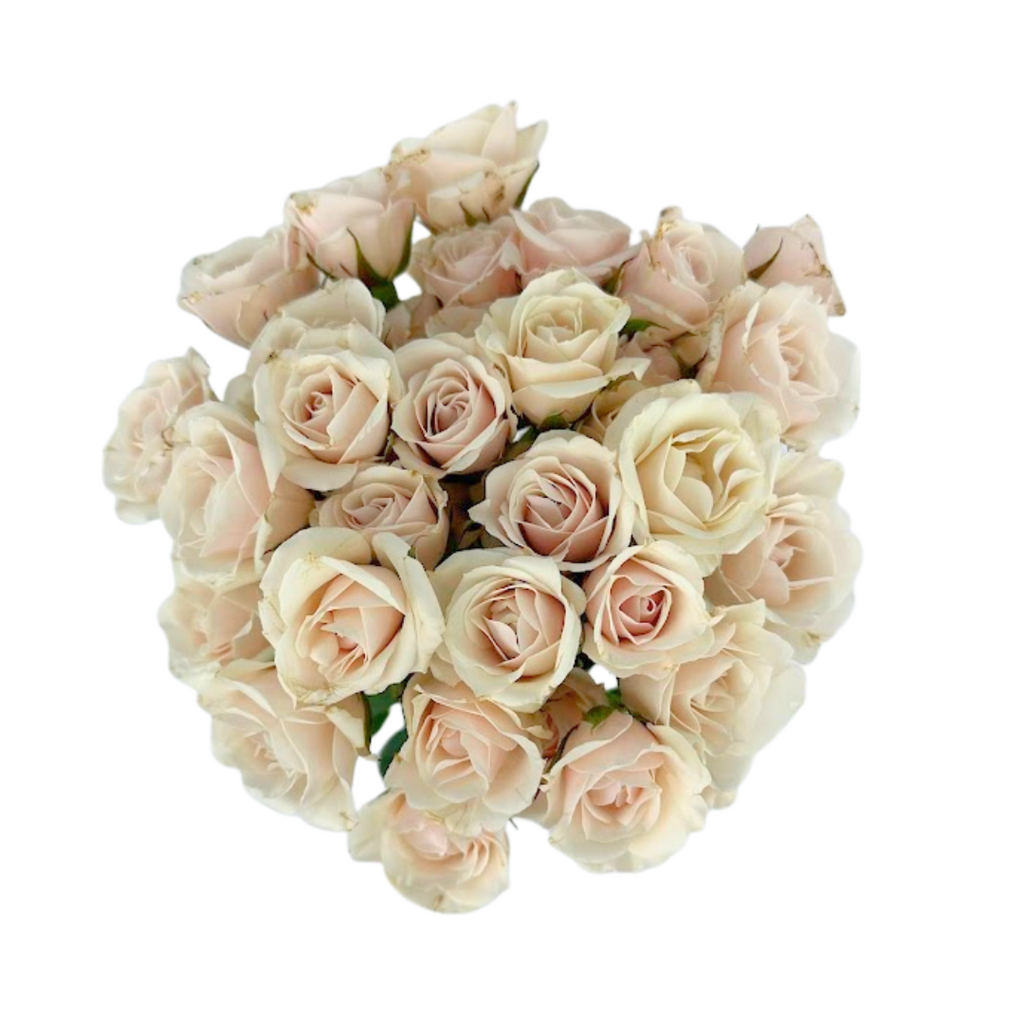 Spray Rose Blush (10 stems)