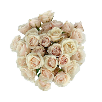Spray Rose Blush (10 stem bunch)