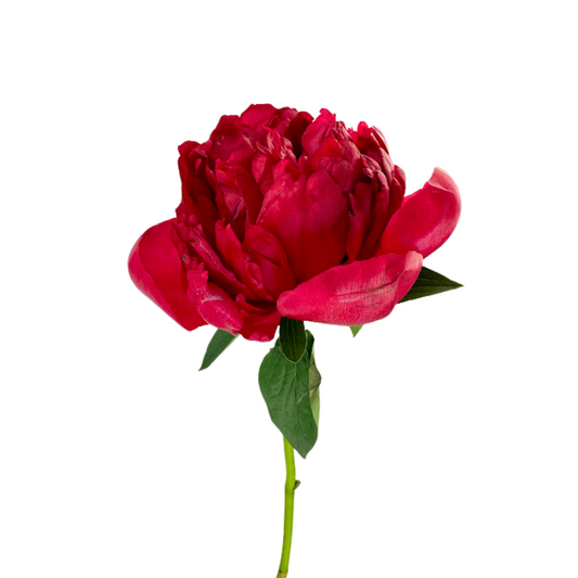 Peony Red Belgravia