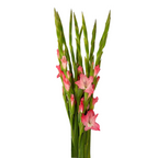 Gladiola Pink (10 stems)