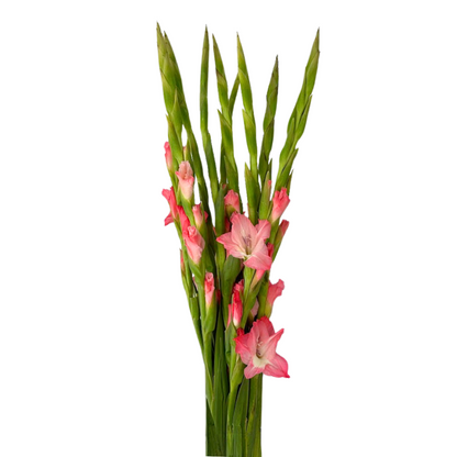 Gladiola Pink (10 stem bunch)