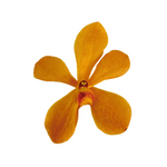 Orchid Mokara Light Orange