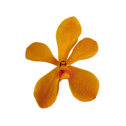 Orchid Mokara Light Orange (10 stem bunch)