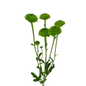 POM BUTTON GREEN (7 STEM BUNCH)