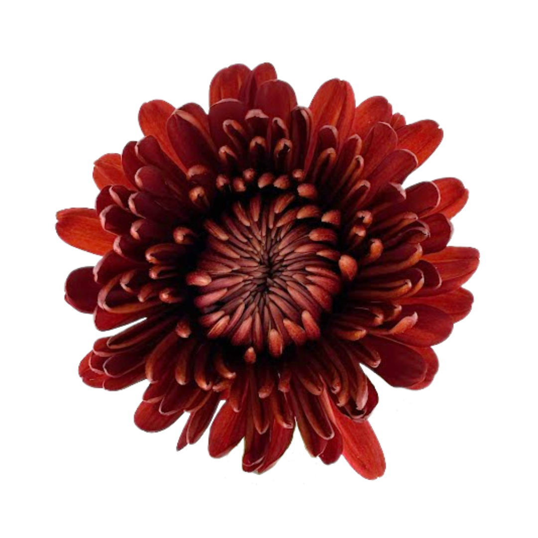 Chrysanthemum Cremone Red (10 Stems)