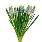 Muscari Light Blue