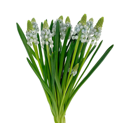 Muscari Light Blue (10 stem bunch)