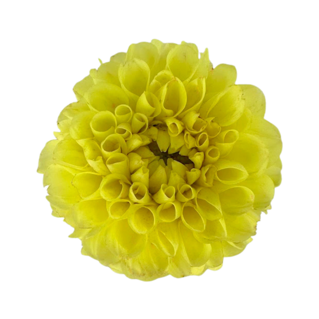Dahlia Yellow Ball