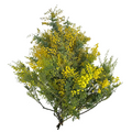 Acacia Mimosa