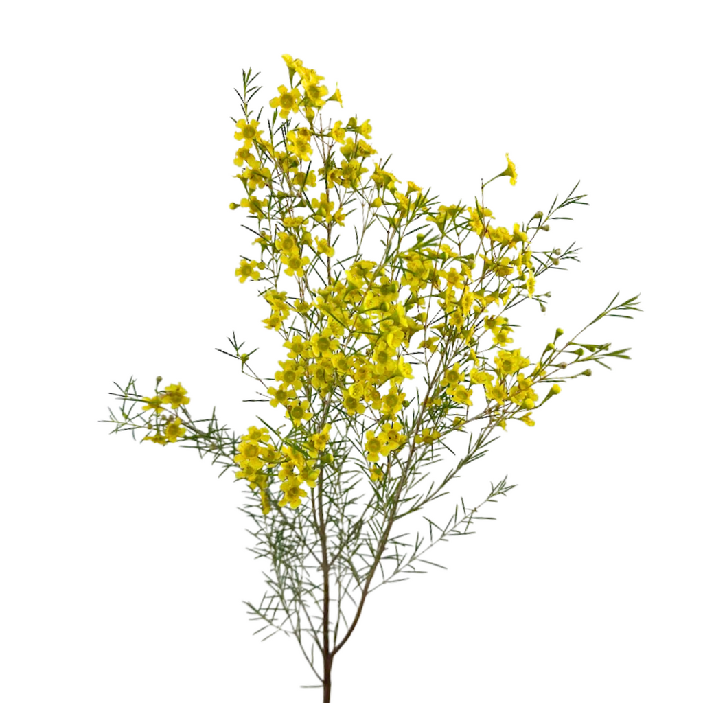 Waxflower Yellow Tinted (10 stems)