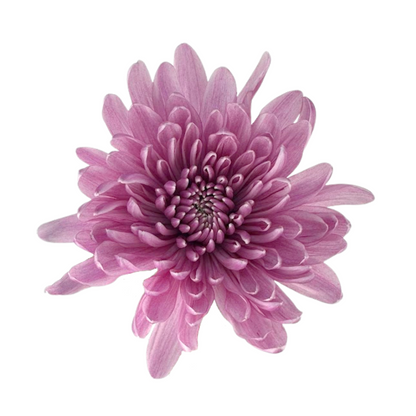 Chrysanthemum Disbud Lavender (10 stem bunch)
