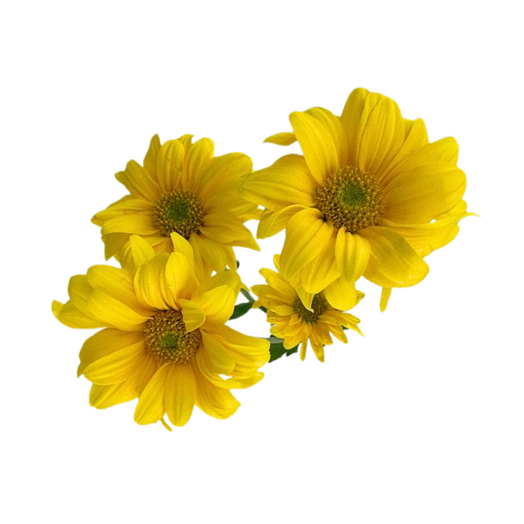 Pompom Daisy Yellow (7 stems)