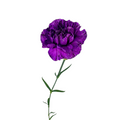 Carnation Purple Moonstrike (20 stems)