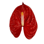 Anthurium Red (Stem)