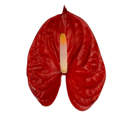Anthurium, Red 15st/bu