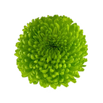 Chrysanthemum Disbud Green (10 Stems)