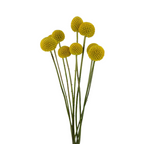 Craspedia (10 Stems)