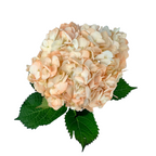 Hydrangea Tinted Peach