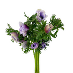 Anemone Soft Purple (10 Stems)