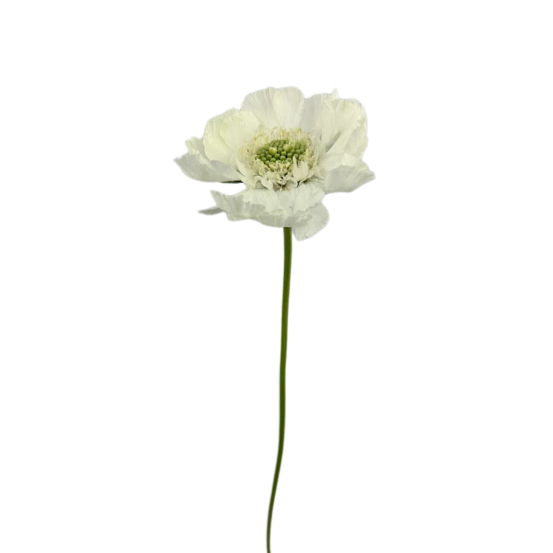 Scabiosa White Fama
