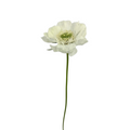Scabiosa White Fama