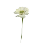 Scabiosa White Fama