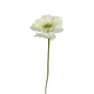 Scabiosa Fama White (10 stem bunch)